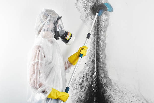 Dellwood, MN Mold Removal Company