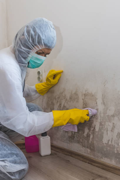 Best Airborne Mold Testing  in Dellwood, MN
