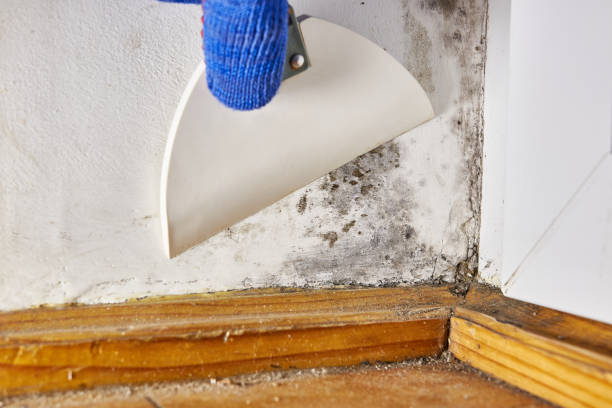 Best Comprehensive Air Testing for Mold Contaminants  in Dellwood, MN
