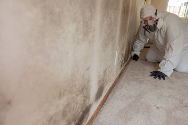 Best Mold Remediation for Healthcare Facilities  in Dellwood, MN